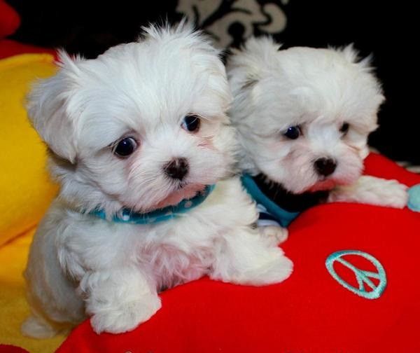 Malteser Welpen ,