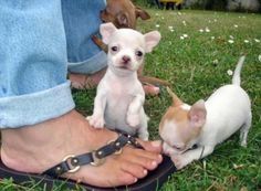 MINI chihuahua welpen mit Papieren