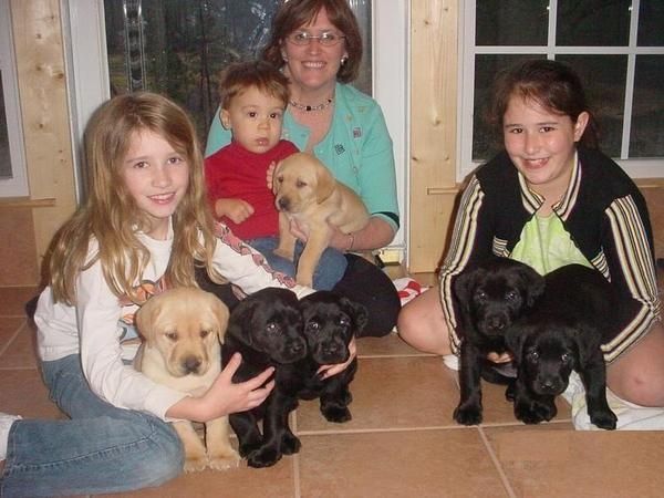 Labradorwelpen mit Papieren