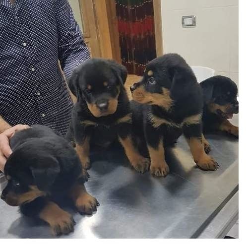 Rottweiler-Welpen suchen liebevolles Zuhause