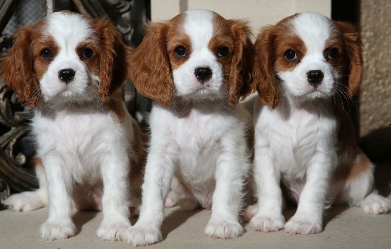 Cavalier King Charles Spaniel welpen