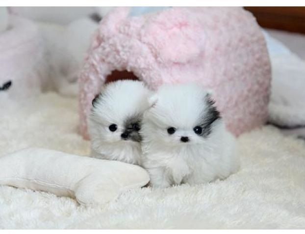 Pomeranian Zwergspitz Welpen .