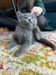 Russisch Blau Kätzchen