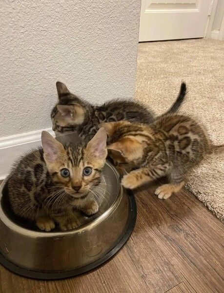 Zuneigungsvolle Bengalkätzchen