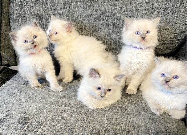 Bezaubernder neuer Wurf Ragdoll-Kätzchen sucht ein neues Zuhause