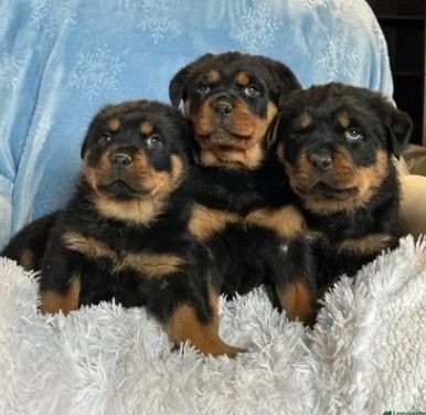 Rottweilerwelpen