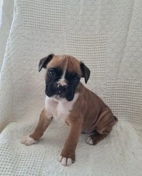 Boxerwelpen verfügbar