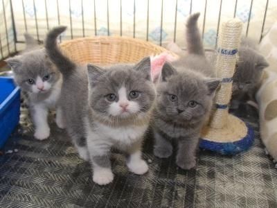 Precious British short hair kittens