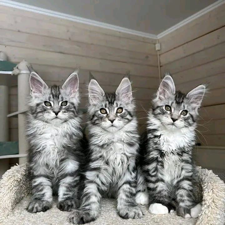 maine coon kitten
