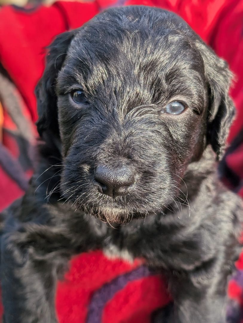 Portugiesische Wasserhund- Bergamasker Hirtenhund Welpen