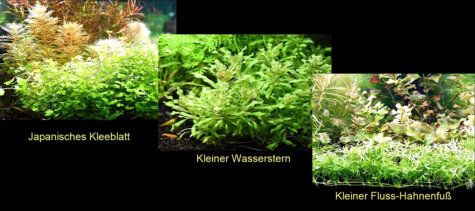 Jap. Kleeblatt, Kl. Wasserstern,  Kl. Fluss- Hahnenfuß (ab 2€)