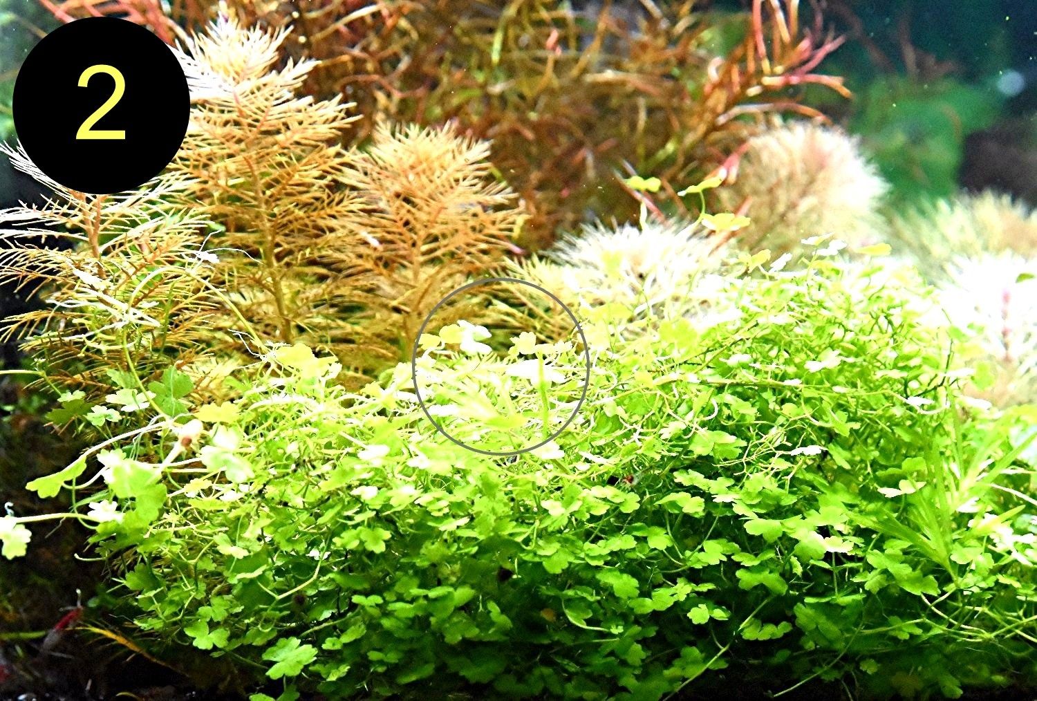 Jap. Kleeblatt, Kl. Wasserstern,  Kl. Fluss- Hahnenfuß (ab 2€)