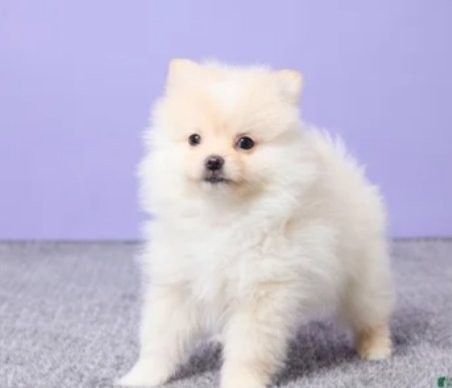 Pomeranian-Welpen suchen ein neues Zuhause