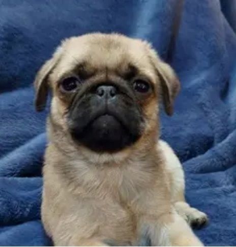 Mops-Welpen abzugeben