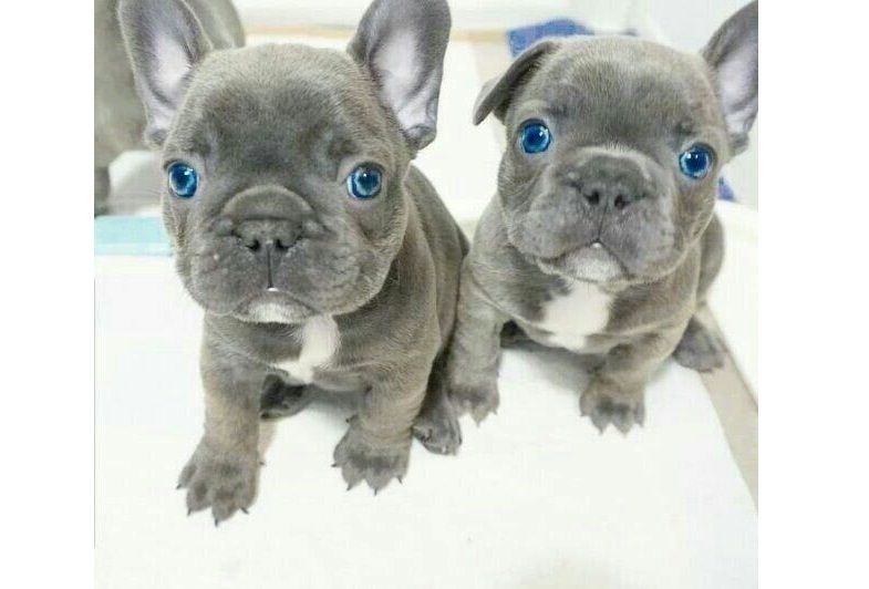 Französische Bulldogge Welpen