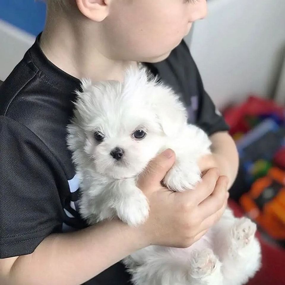 Malteserwelpen Welpen