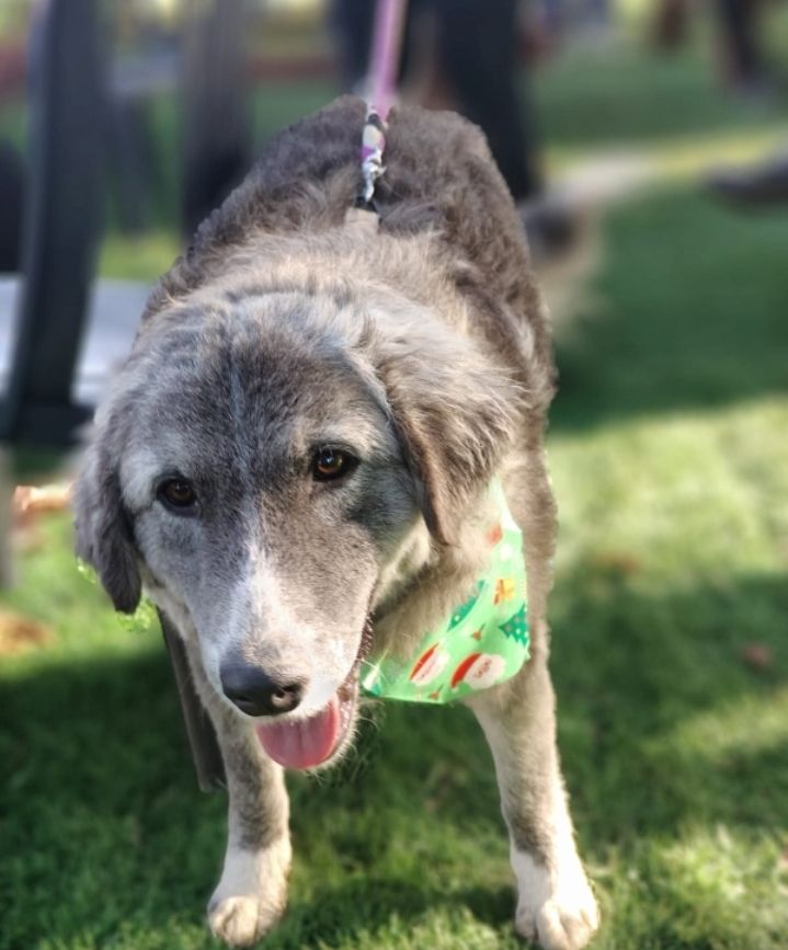 Ruby, a.d.Tierschutz, sucht liebes Happy-Home