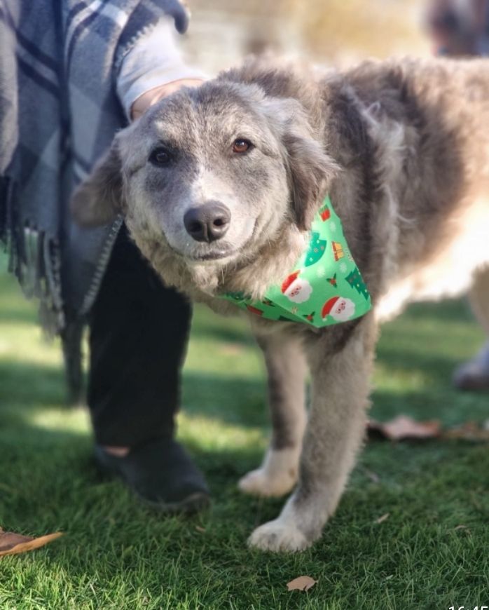 Ruby, a.d.Tierschutz, sucht liebes Happy-Home