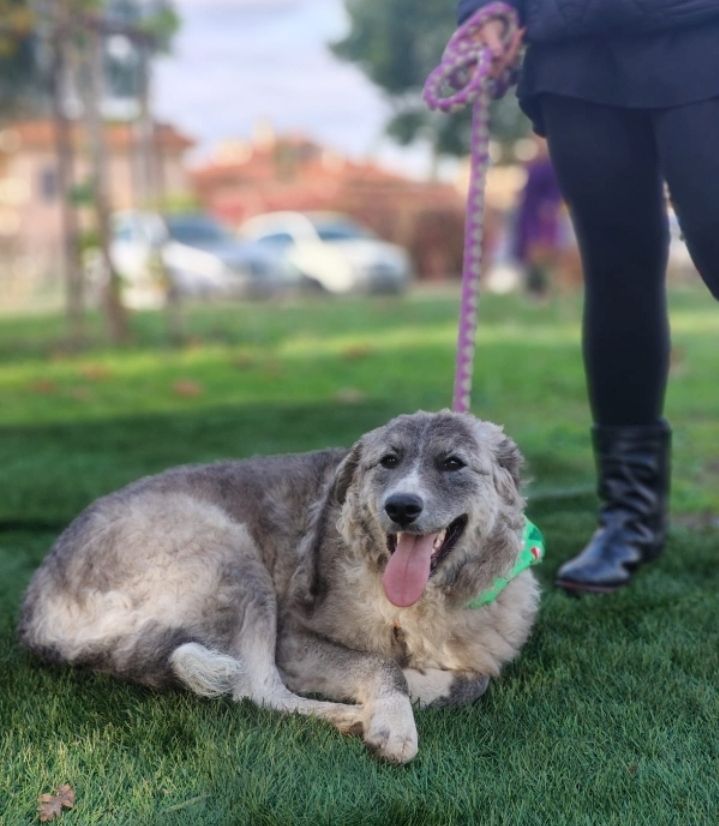 Ruby, a.d.Tierschutz, sucht liebes Happy-Home