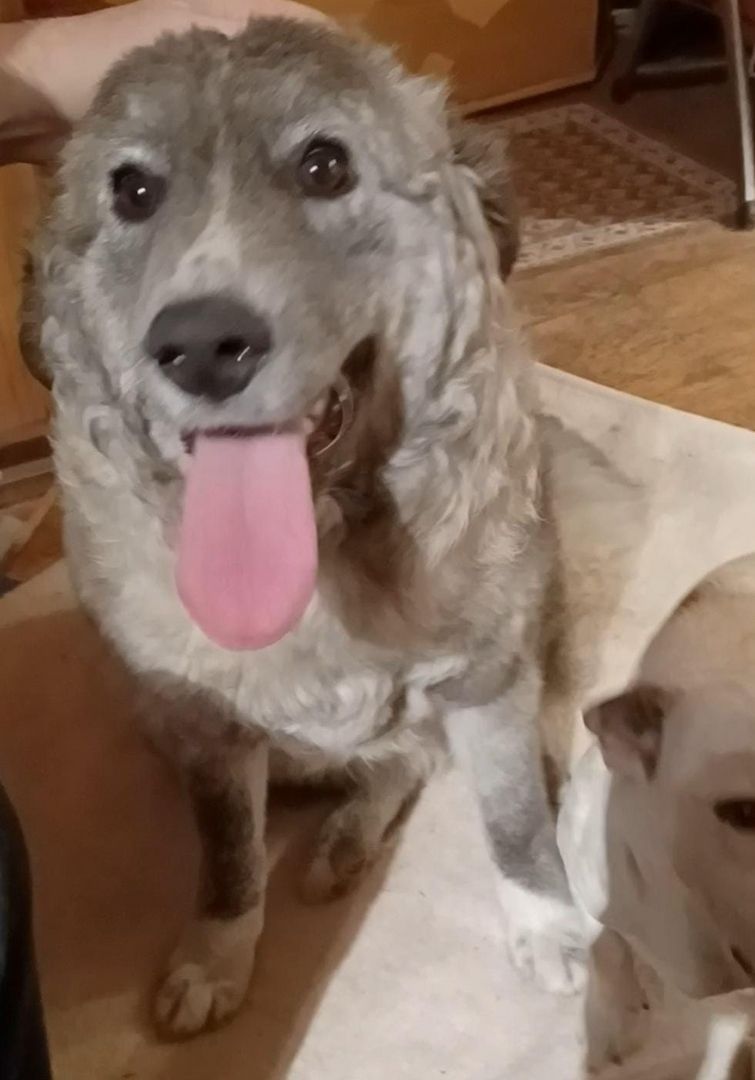 Ruby, a.d.Tierschutz, sucht liebes Happy-Home