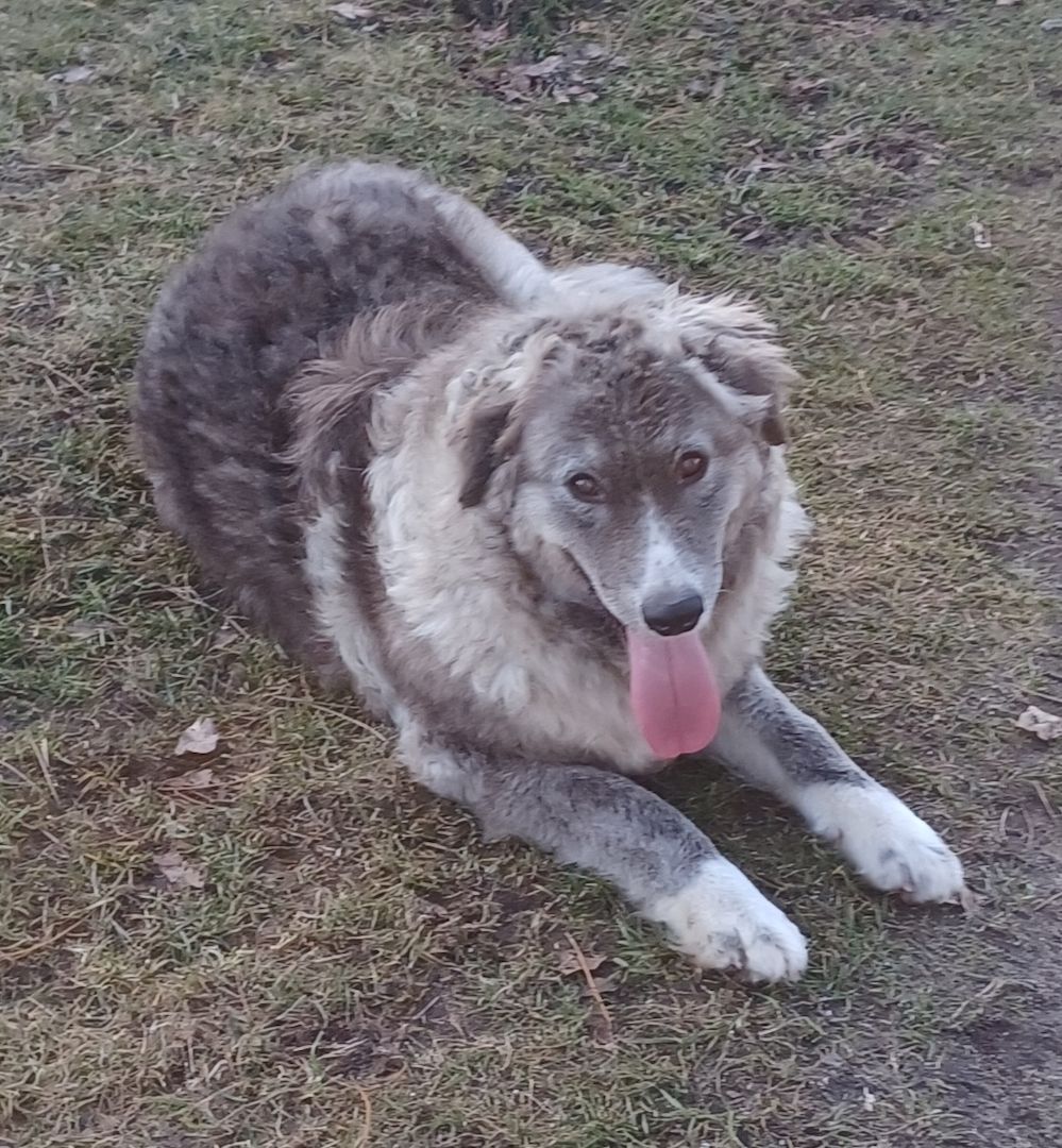 Ruby, a.d.Tierschutz, sucht liebes Happy-Home