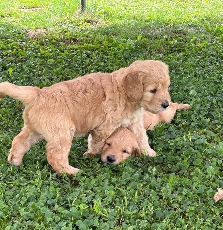 Golden Retriever Welpen