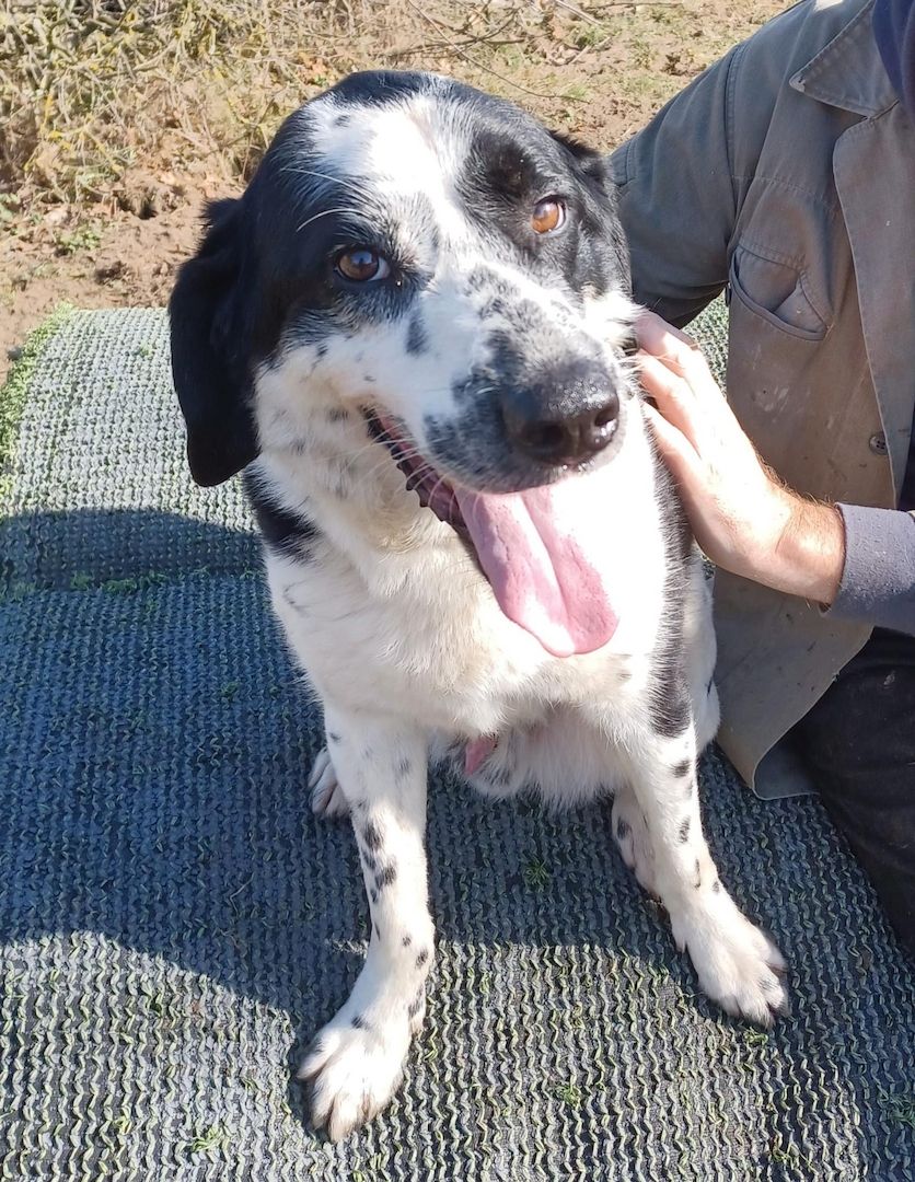 Rez, a.d.Tierschutz, ruhig und menschenbezogen