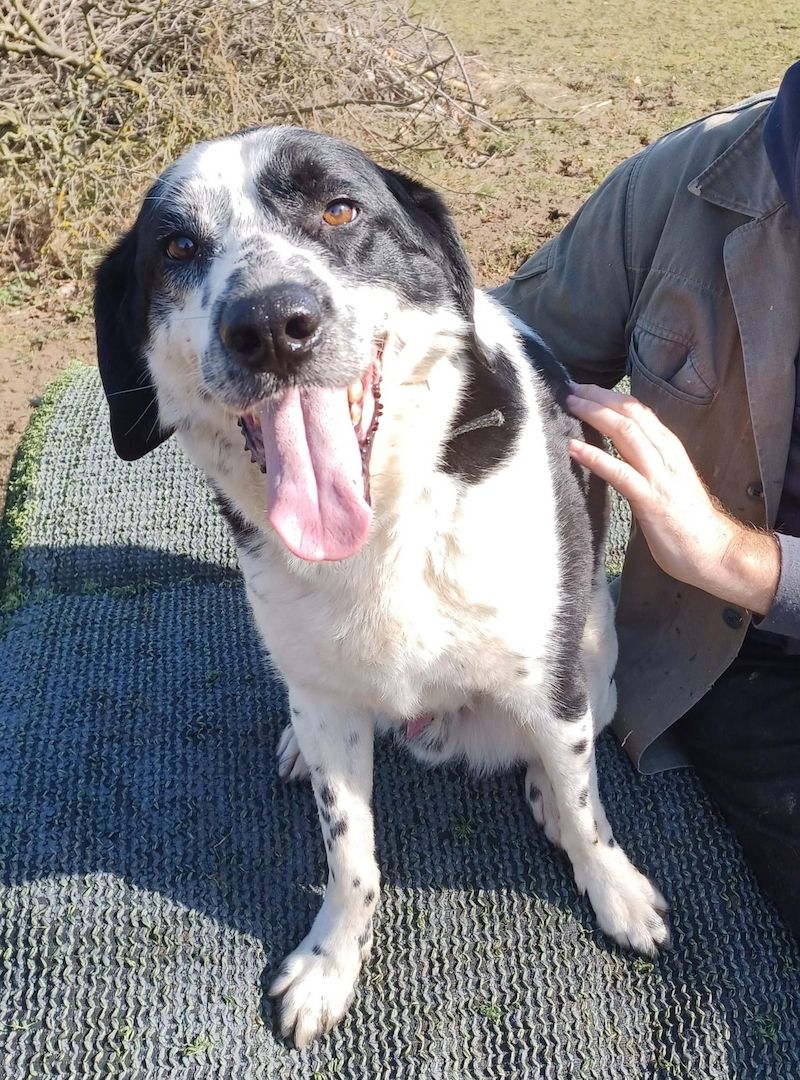 Rez, a.d.Tierschutz, ruhig und menschenbezogen