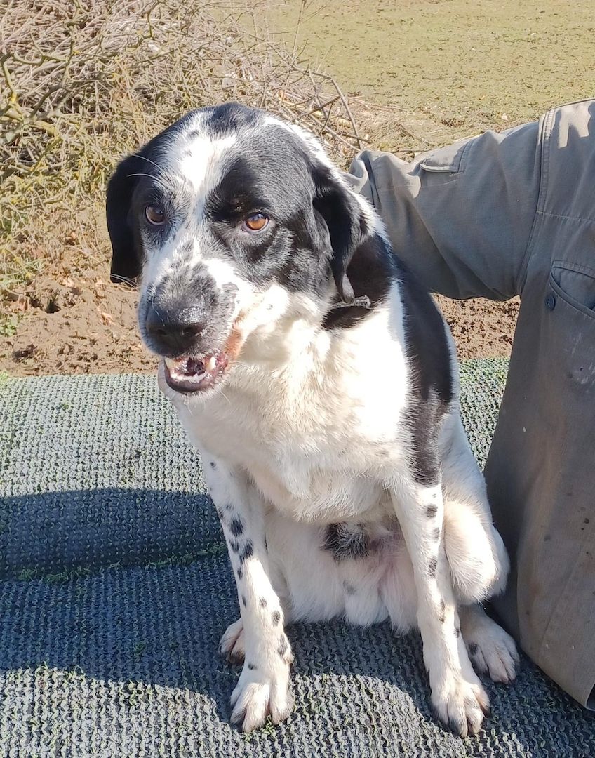 Rez, a.d.Tierschutz, ruhig und menschenbezogen