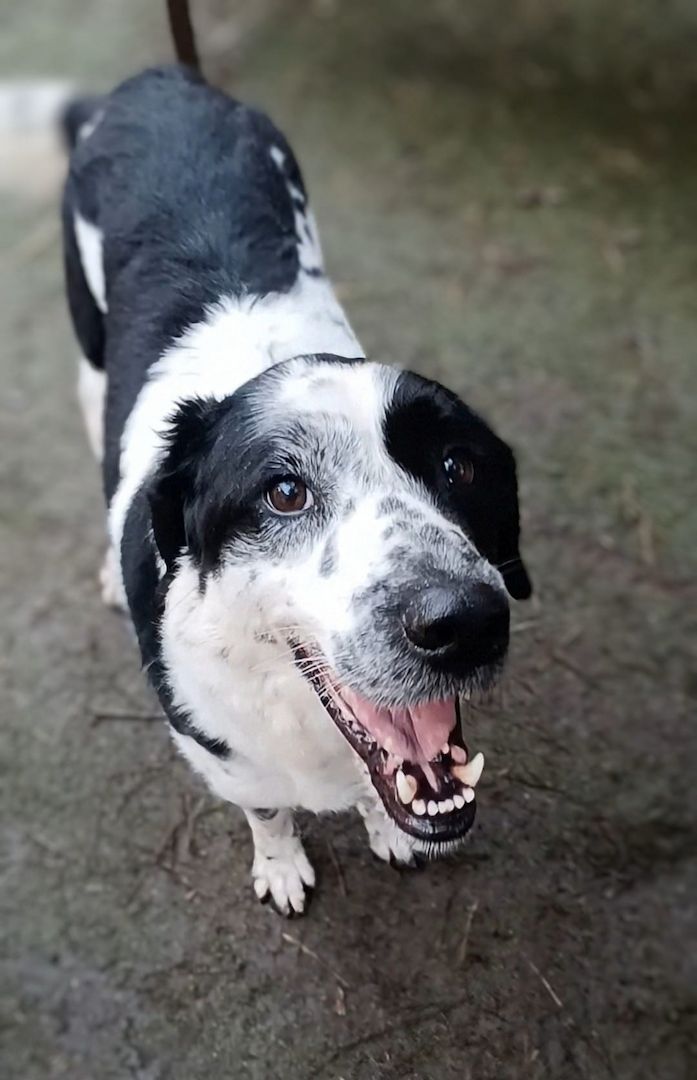 Rez, a.d.Tierschutz, ruhig und menschenbezogen