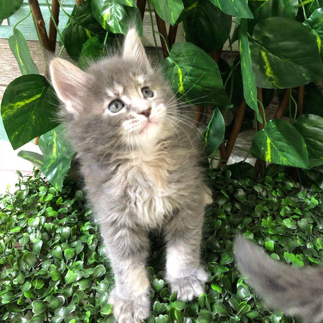 Wunderschönes Maine-Coon-Kätzchen