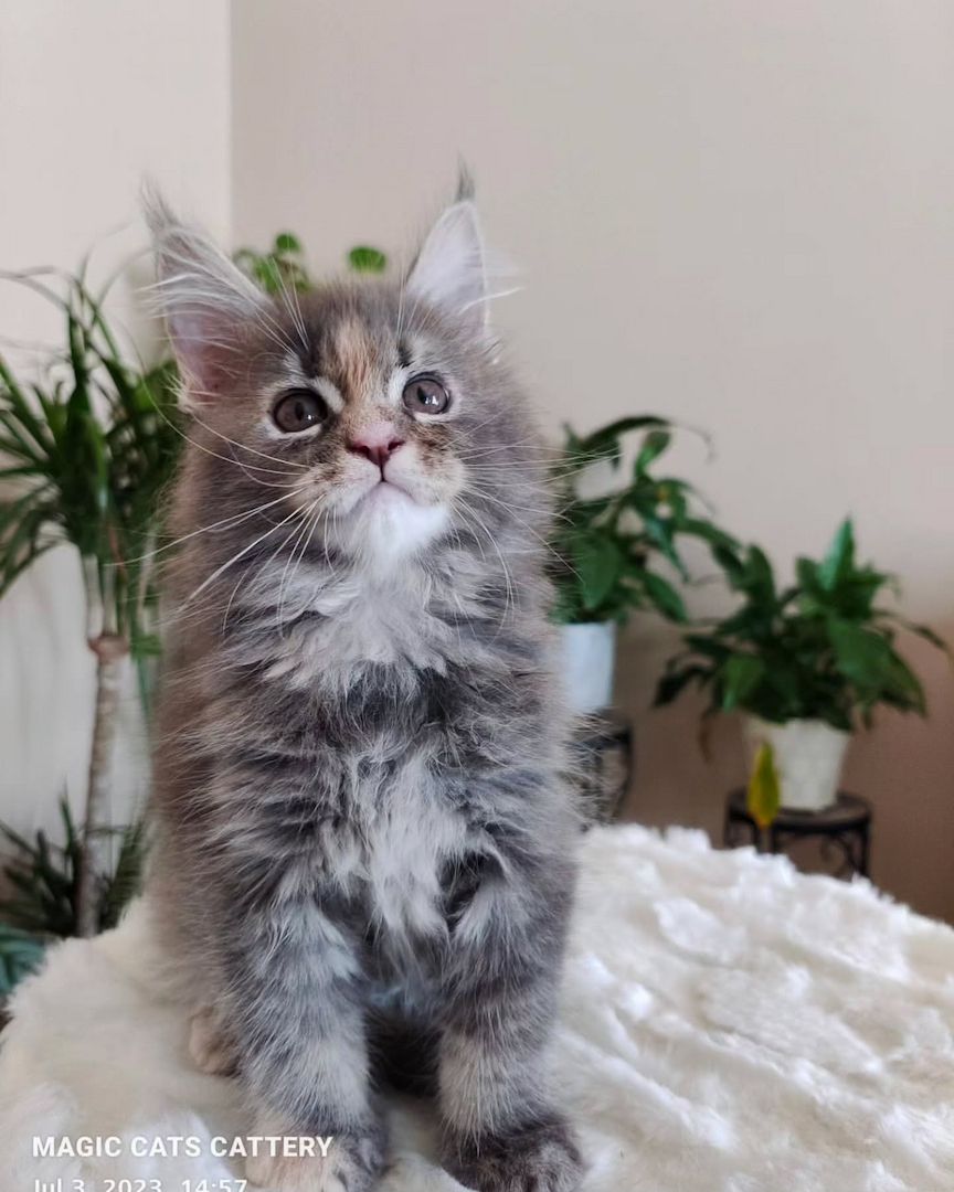 Wunderschönes Maine-Coon-Kätzchen