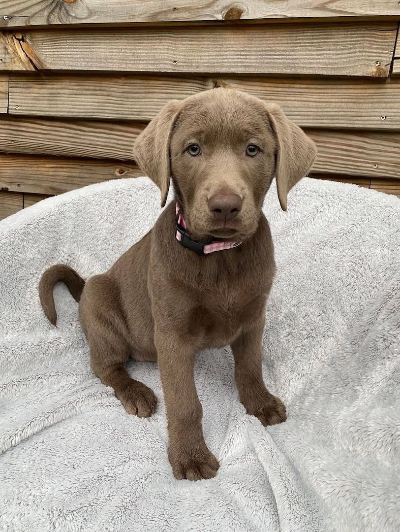 Wunderschöne Labrador-Welpen suchen ein liebevolles Zuhause
