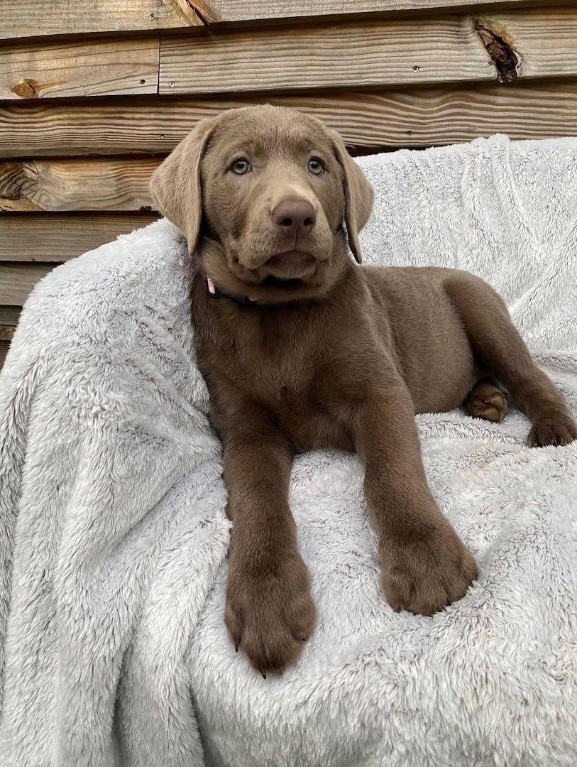 Wunderschöne Labrador-Welpen suchen ein liebevolles Zuhause
