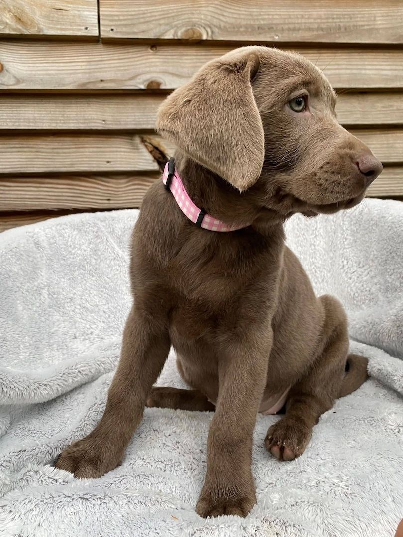Wunderschöne Labrador-Welpen suchen ein liebevolles Zuhause