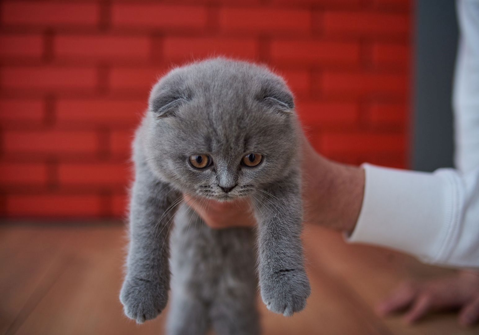 Britisch Kurzhaar (männlich und weiblich) gesucht