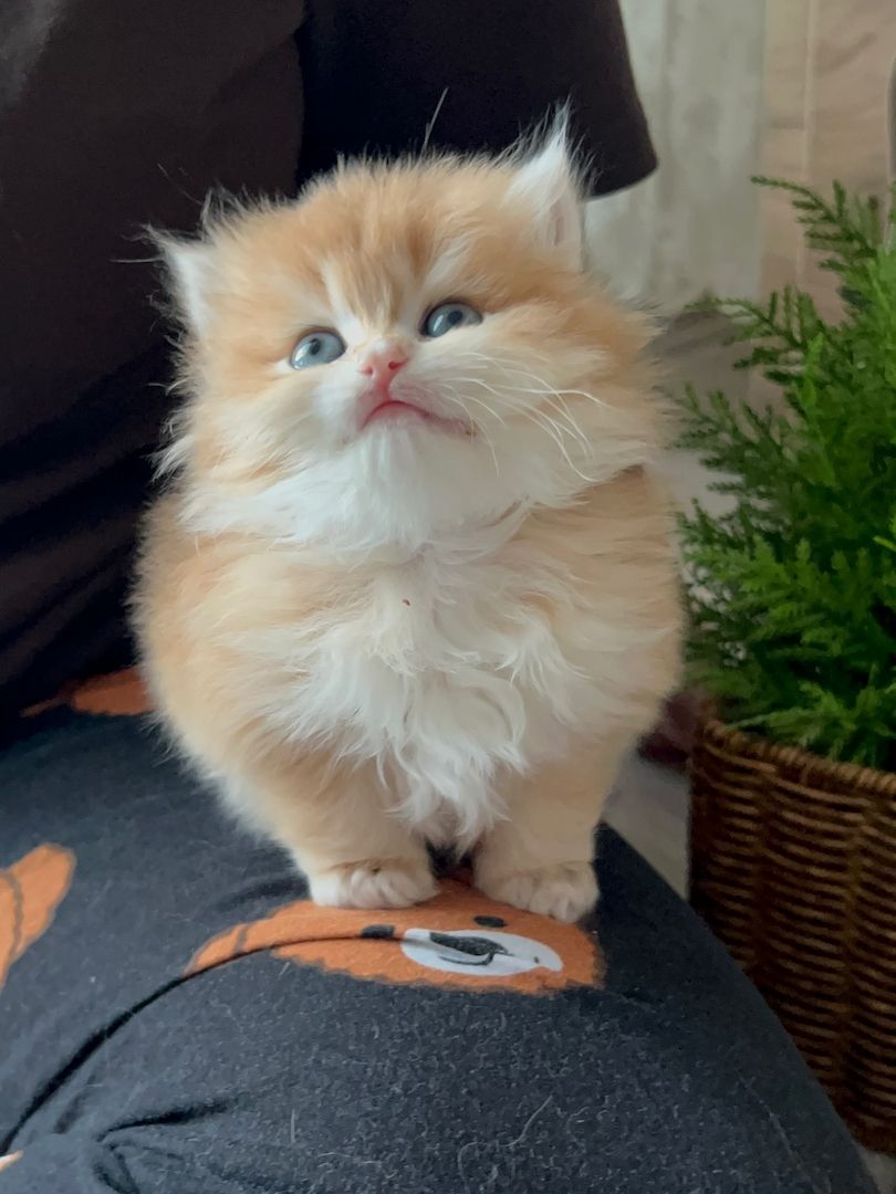 Wunderschönes Perserkätzchen zu verkaufen