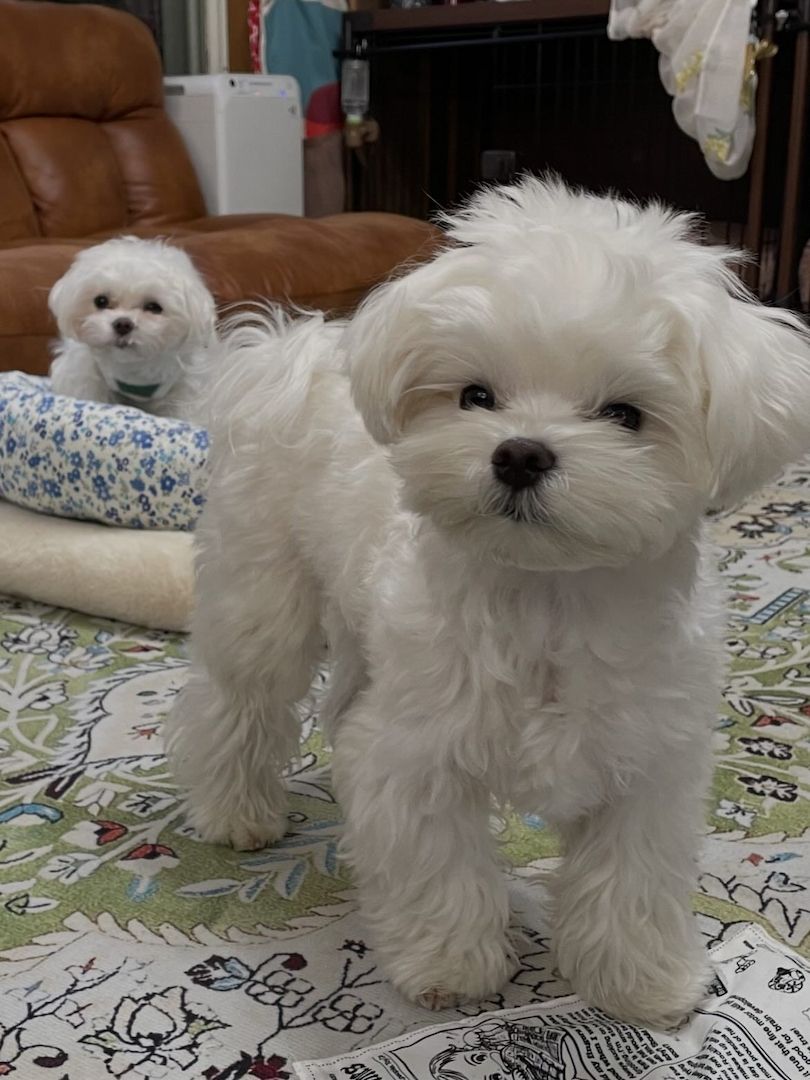 Wunderschöne Malteserwelpen suchen ein liebevolles Zuhause