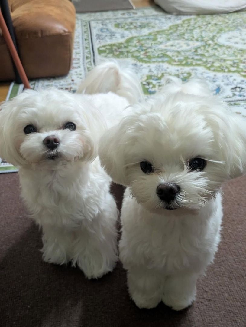 Wunderschöne Malteserwelpen suchen ein liebevolles Zuhause