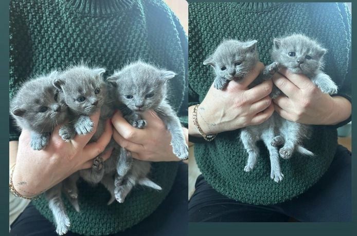 Russian blueKätzchen