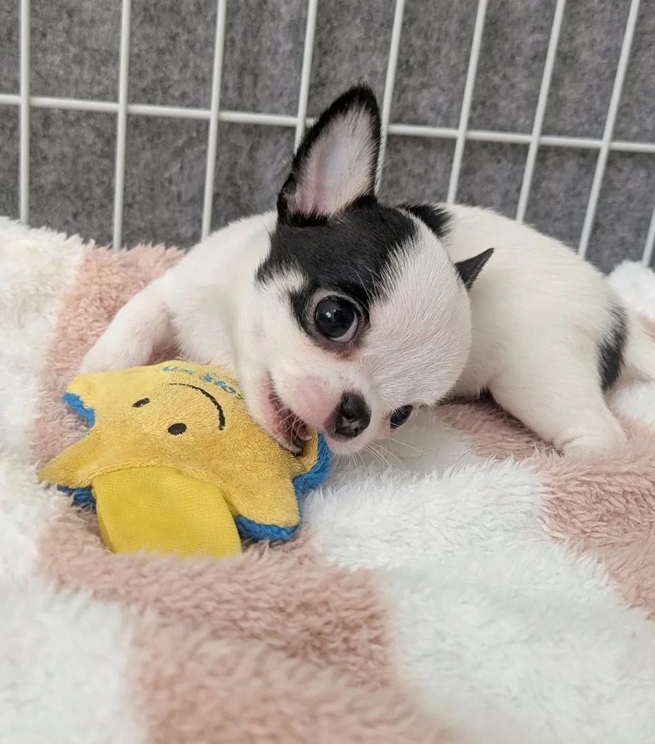 Wunderschöne Chihuahua-Welpen suchen ein liebevolles Zuhause