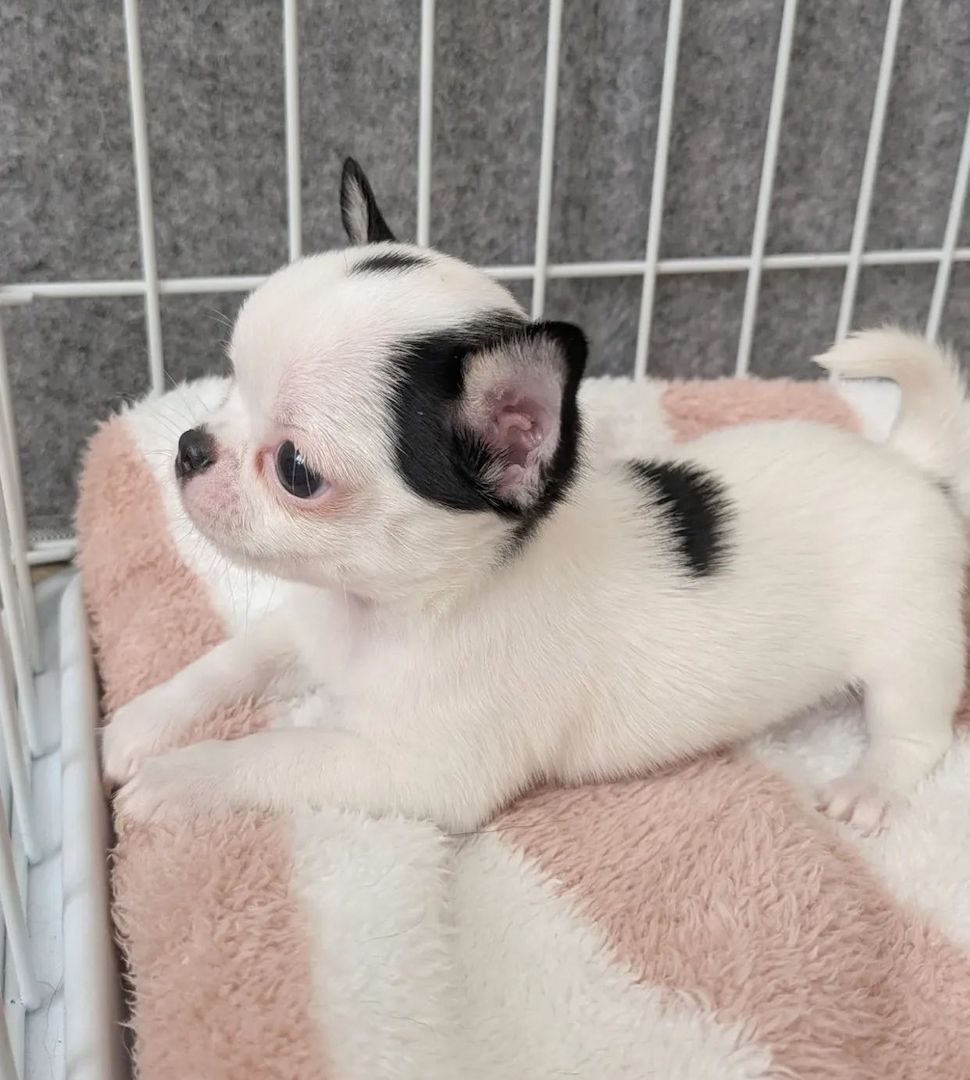 Wunderschöne Chihuahua-Welpen suchen ein liebevolles Zuhause