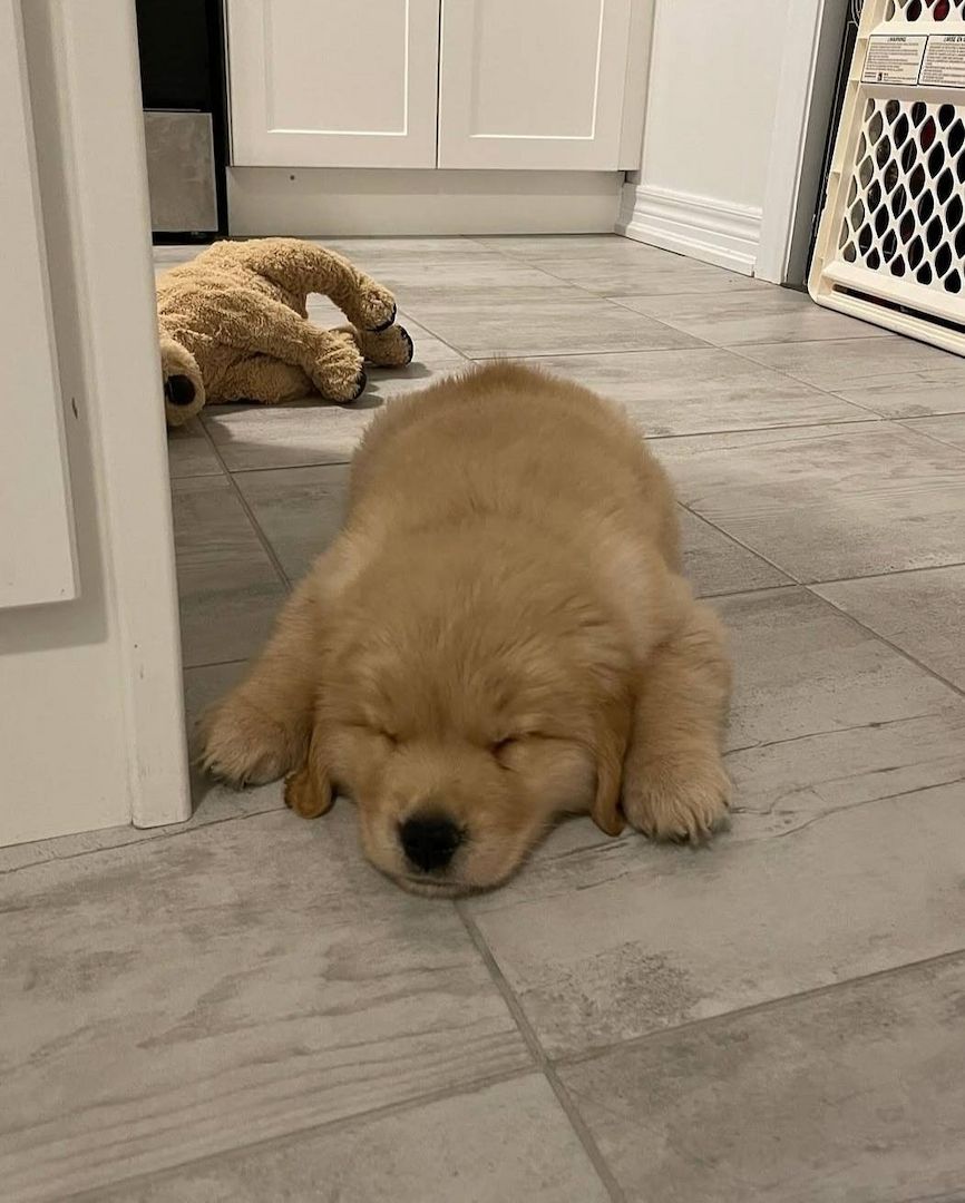 Wunderschöne Golden-Retriever-Welpen suchen ein liebevolles Zuhause 🐾