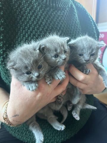 Russian blueKätzchen