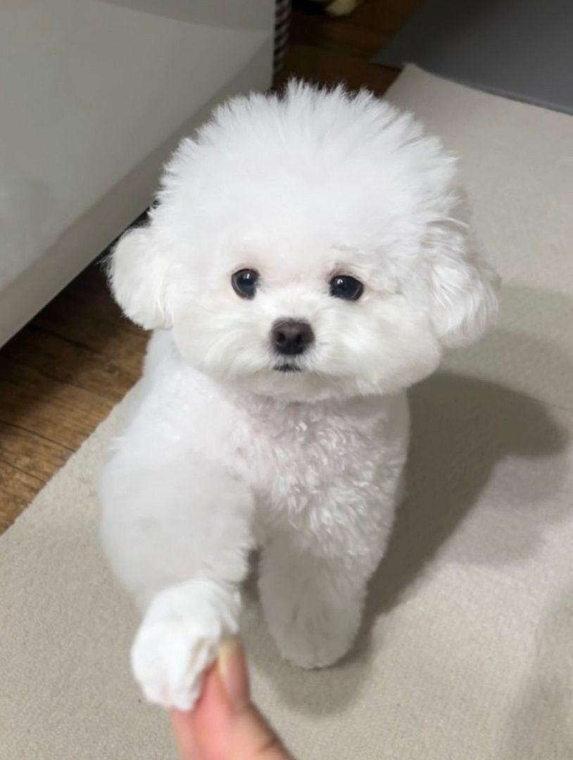 Bezaubernde Bichon-Welpen suchen ein liebevolles Zuhause