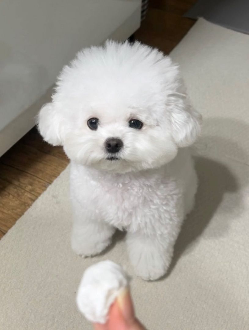 Bezaubernde Bichon-Welpen suchen ein liebevolles Zuhause