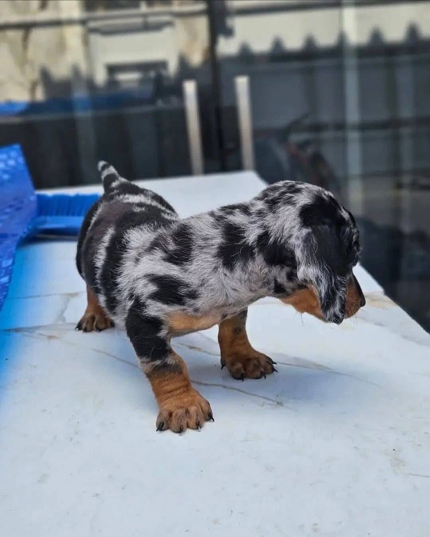 Wunderschöne Dackelwelpen suchen ein liebevolles Zuhause