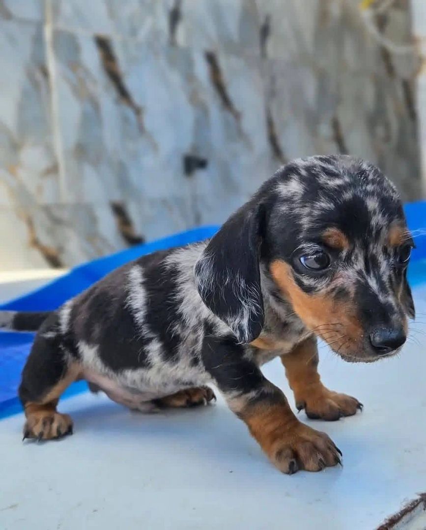 Wunderschöne Dackelwelpen suchen ein liebevolles Zuhause