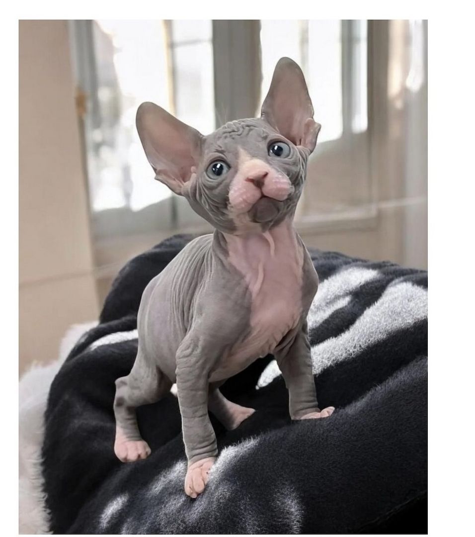 Sphynx-Kätzchen 1,