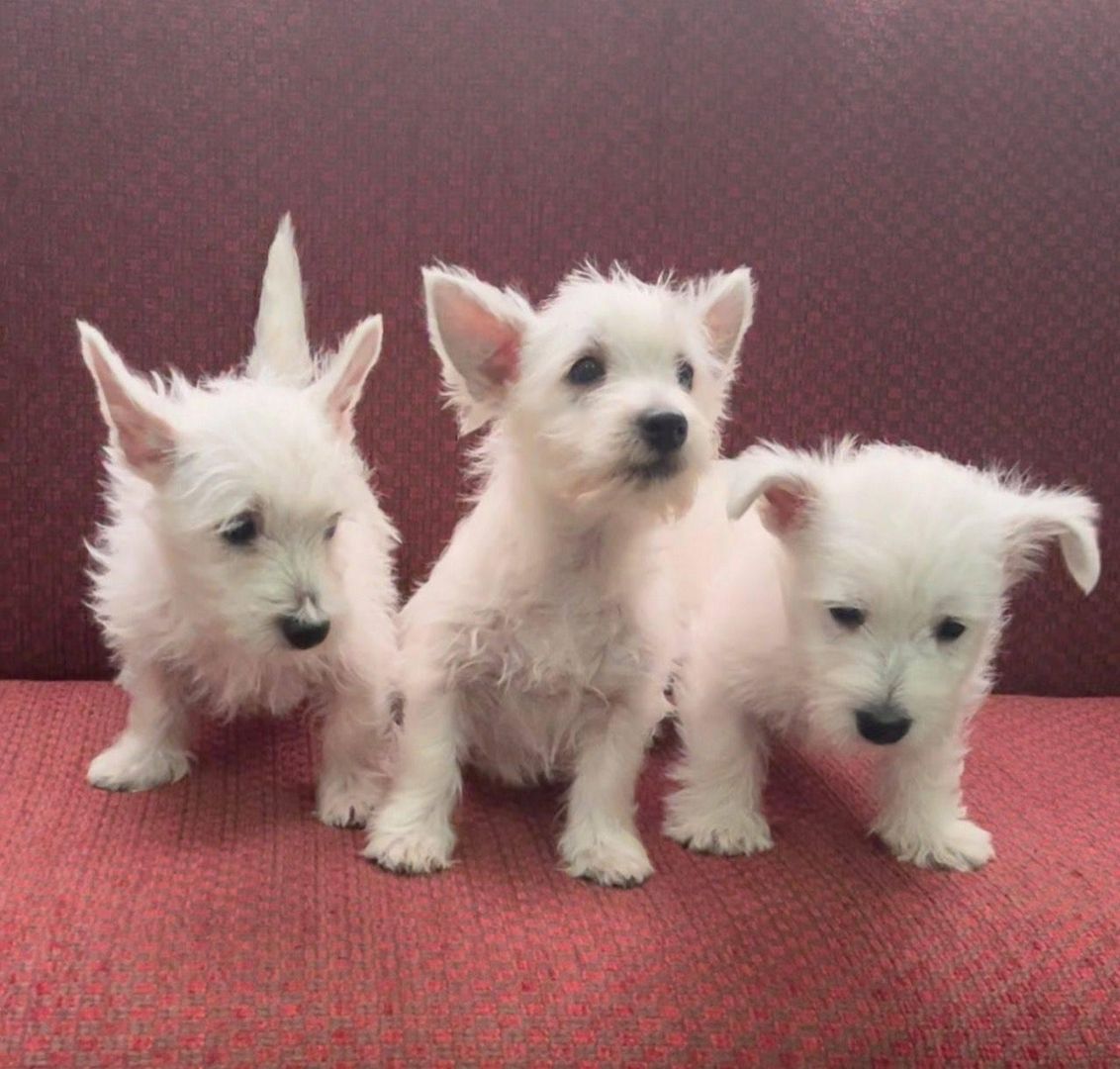 Wunderschöne West Highland White Terrier Welpen suchen ein liebevolles Zuhause